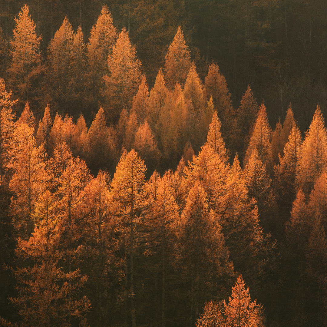 Autumn Ritual: Embracing Change with the Seasons