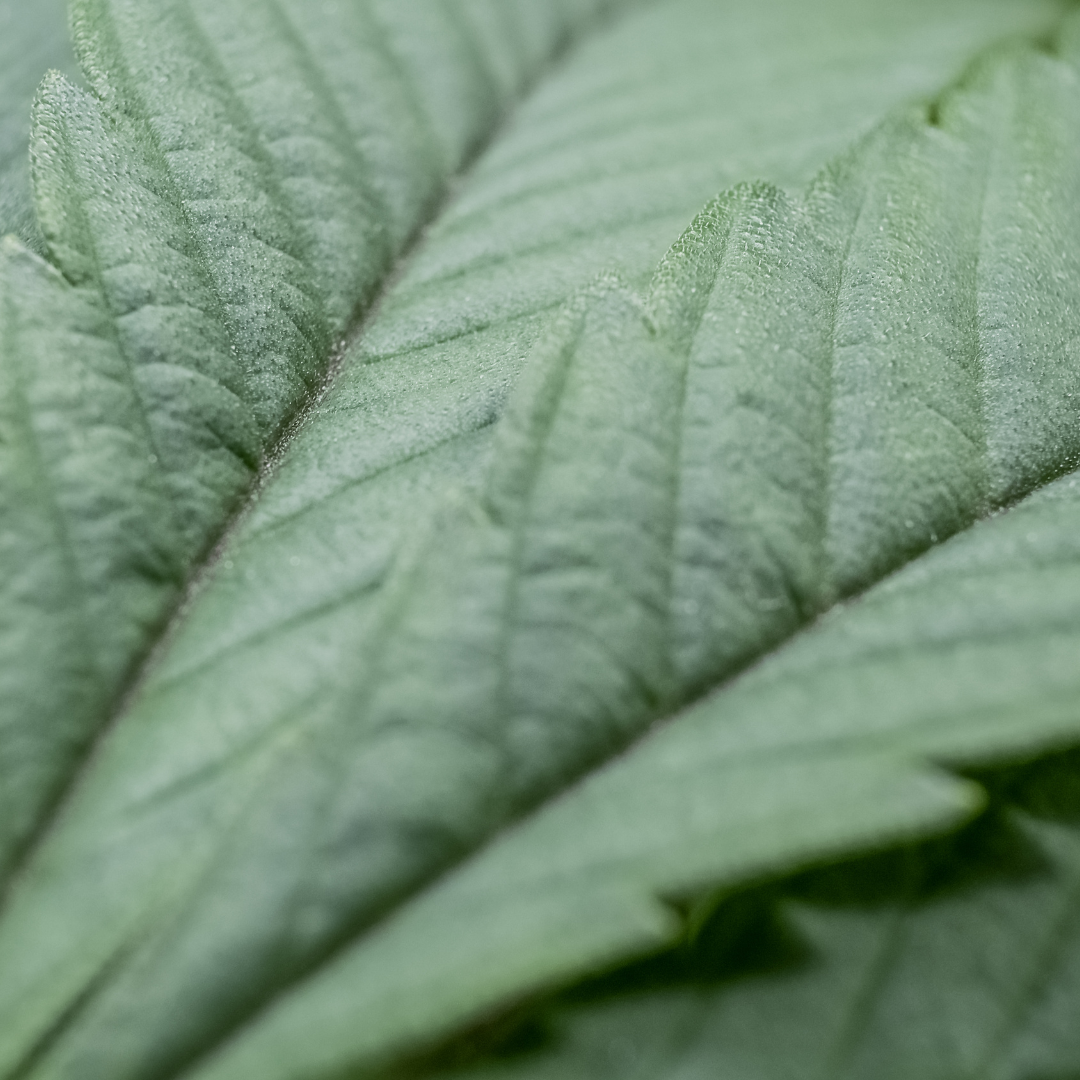 Understanding Cannabinoids: A Gentle Approach to Relaxation