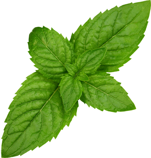 Left Leaf